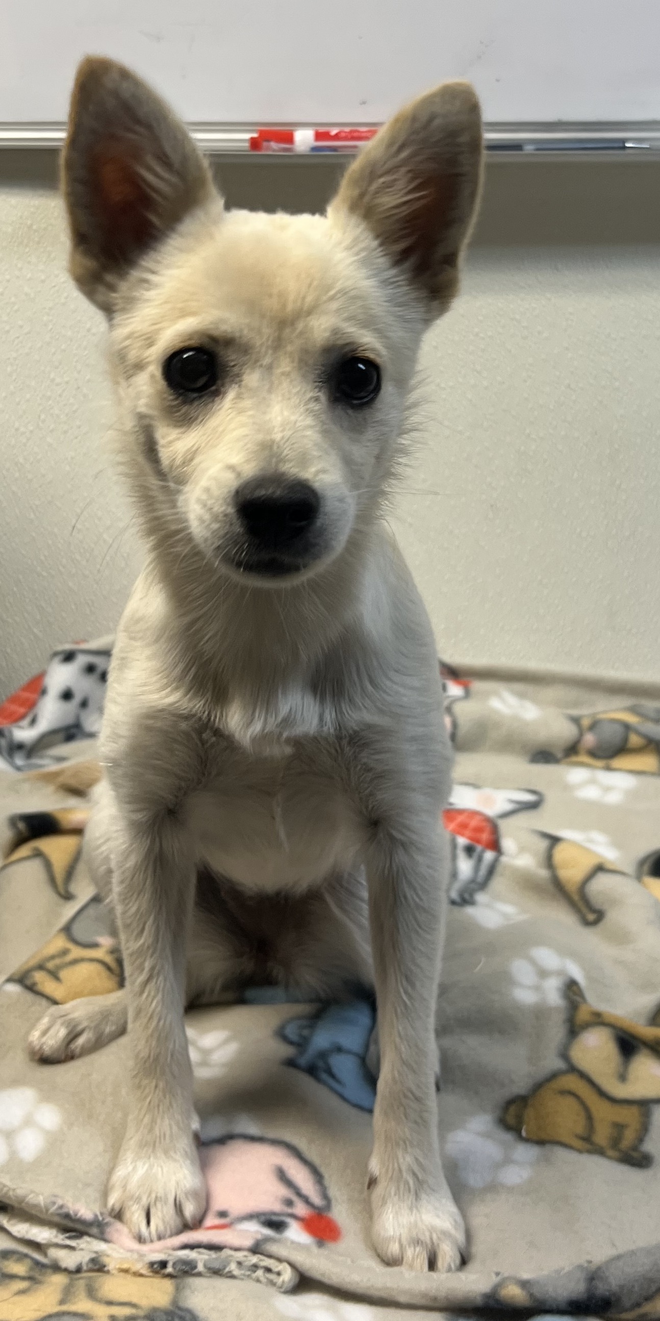 Pet